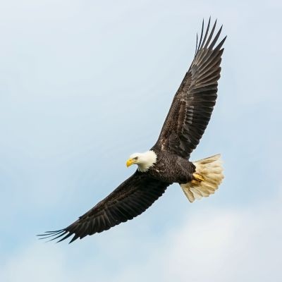 Eagles Wings